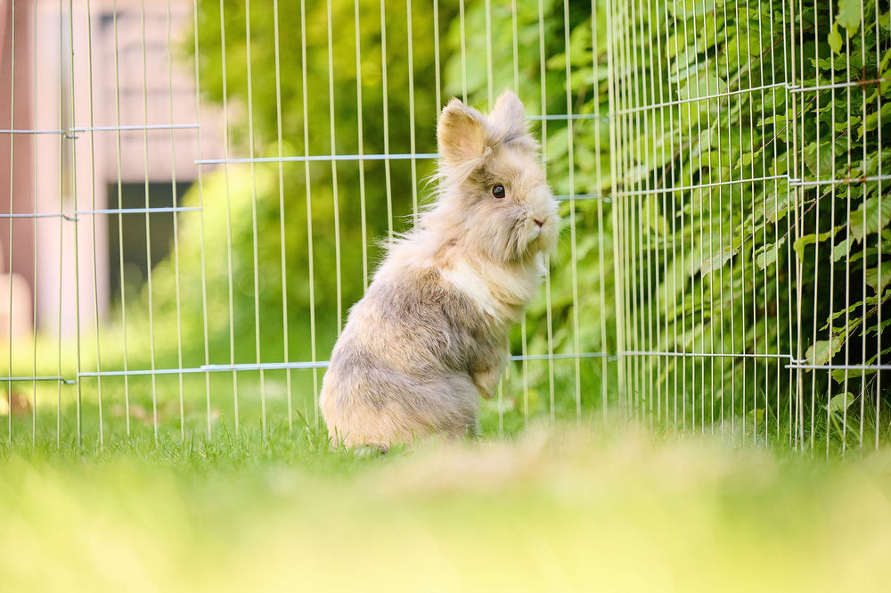 How to set up a rabbit hutch - a guide to housing - Beaphar