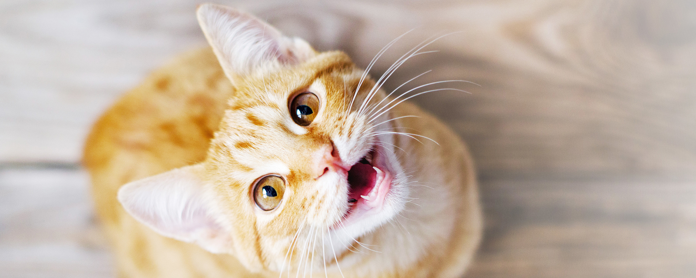 Je kat miauwt veel? Dit kun je doen! - Beaphar