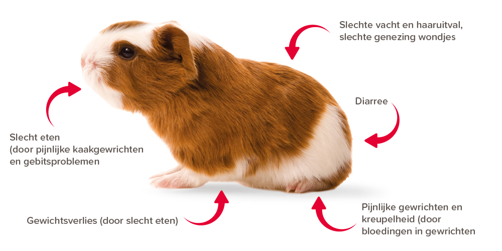 Extra vitamine C voor je cavia - Beaphar