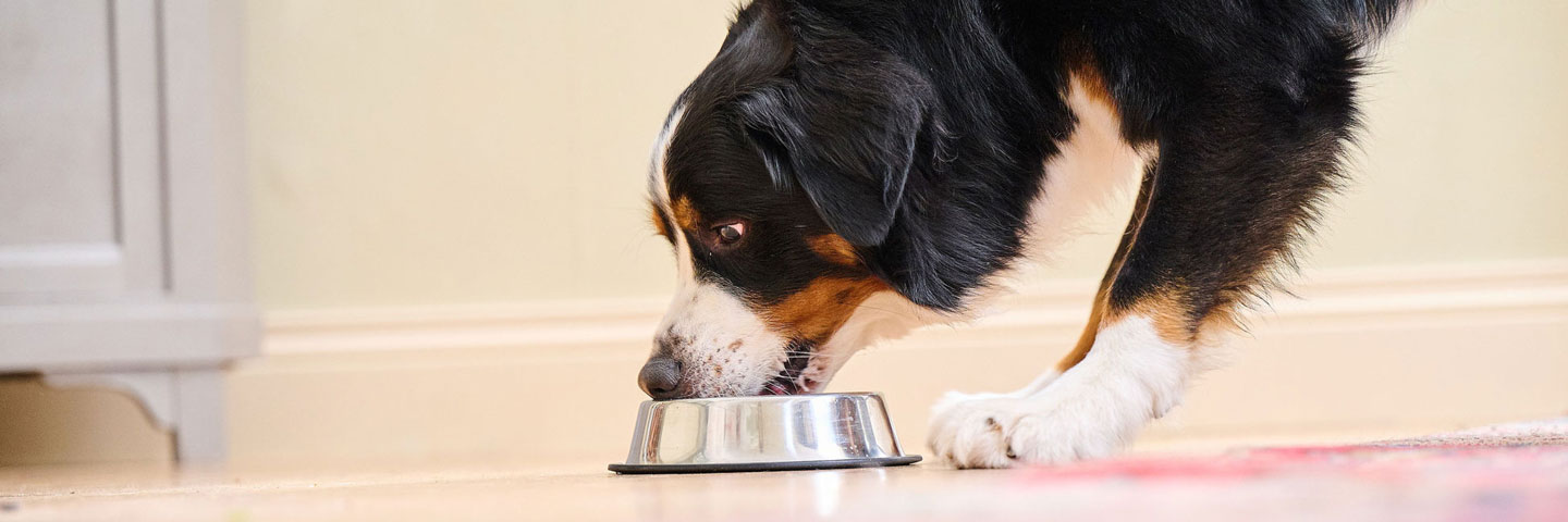 Hund 5 Monate Pinkelt Ins Körbchen Dein Hund pinkelt ins Haus? - Beaphar