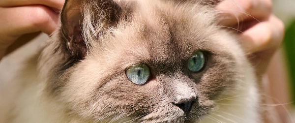 View of Why flea prevention is important for indoor and outdoor cats - Beaphar