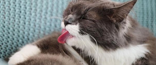 Een haarbal bij je kat; zo kun je het beste helpen! - Beaphar