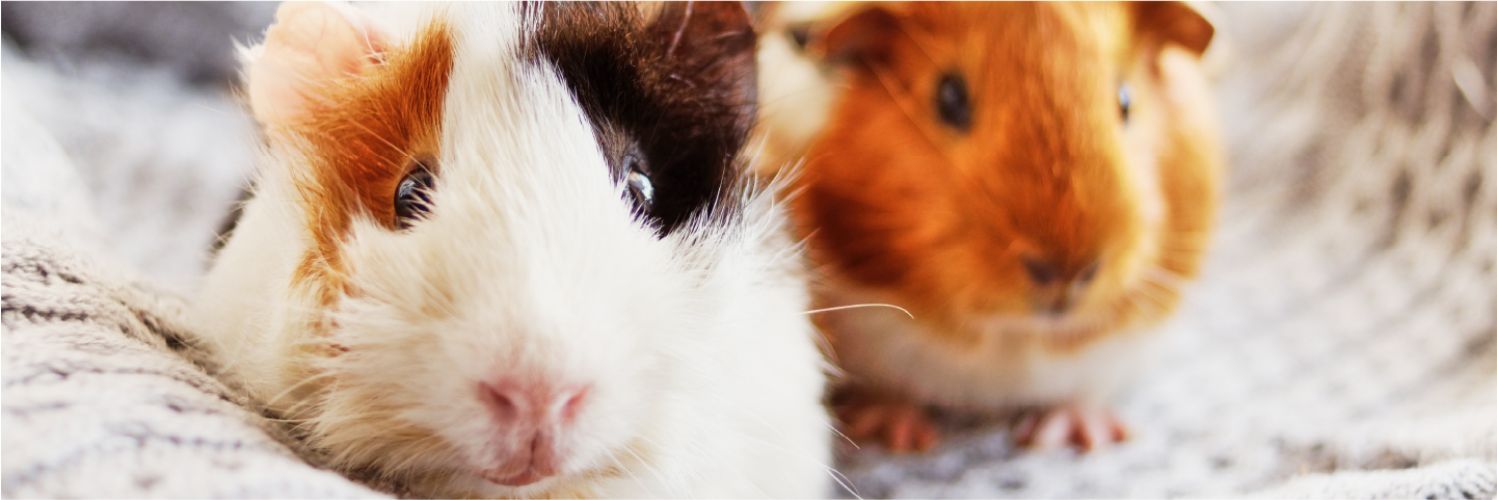 Beaphar cavia