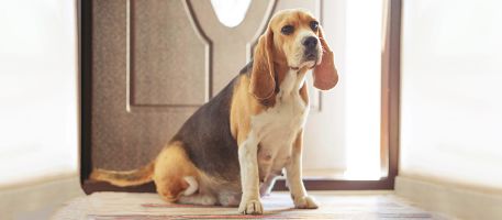 Beagle drachtig