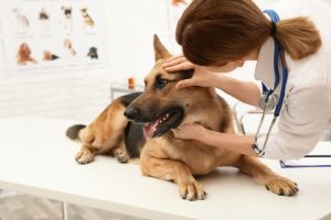 Dierenarts onderzoekt hond ziekte van Lyme