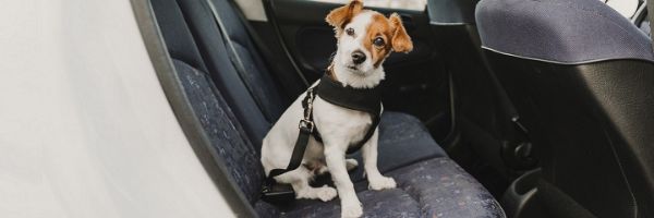 Hond bang in auto