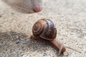 hond of kat eet slak
