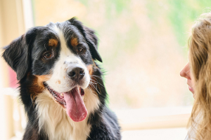 hond stinkt uit bek