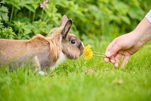 konijn tuin paardenbloem