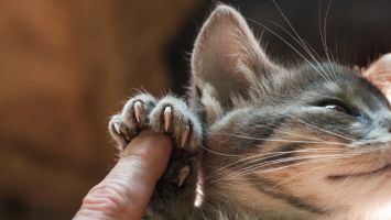 nagels kat