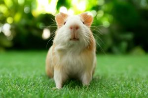schurft cavia wat is het en wat moet je doen MOB