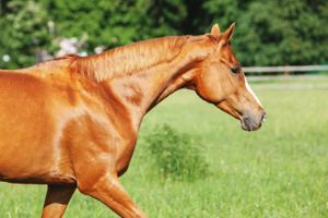 Glanzende vacht paard