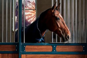 soepele gewrichten paard