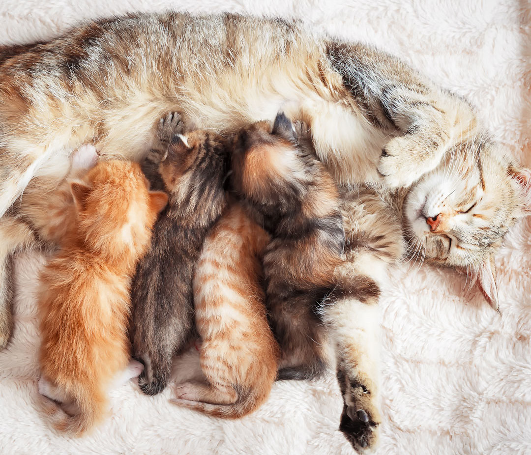 kittens wormbesmetting via moedermelk