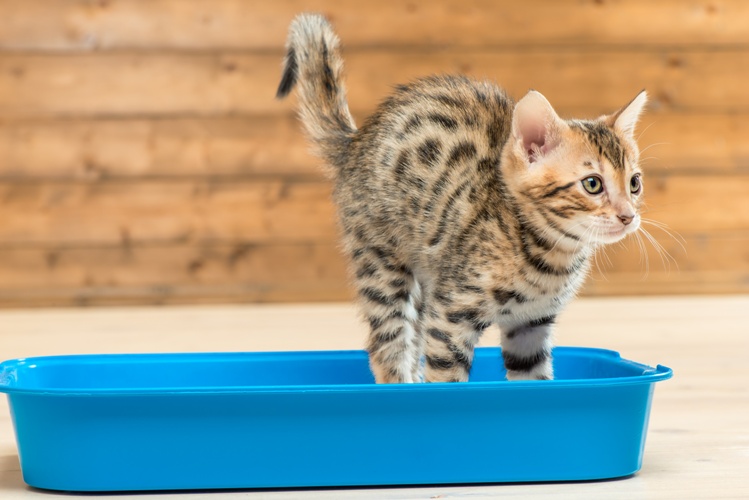 Technologie Schelden Rondsel Kitten opvoeden: Handige tips & trucs! - Beaphar