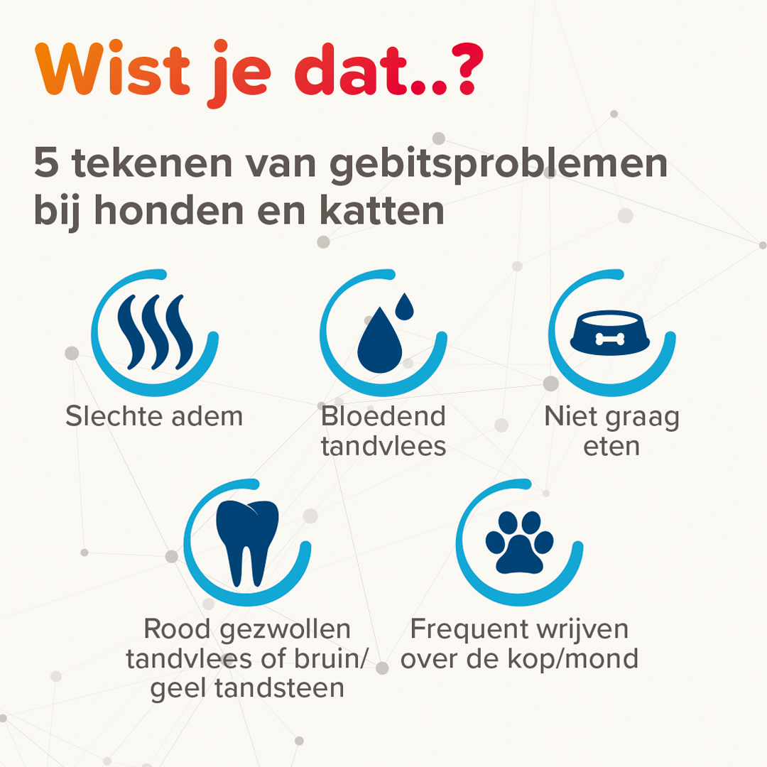 Vijf tekenen van gebitsproblemen bij hond en kat