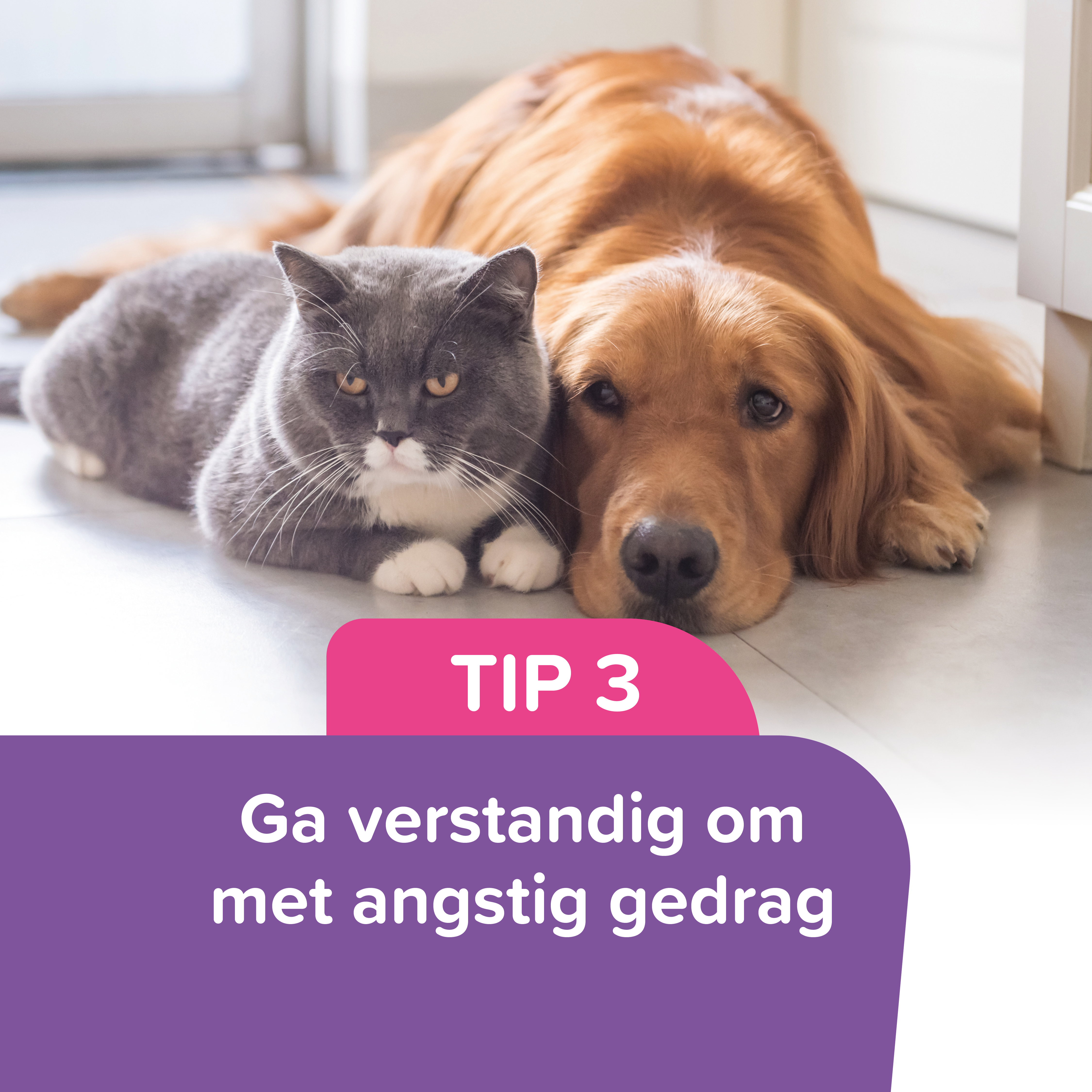 Vuurwerkangst tip 3