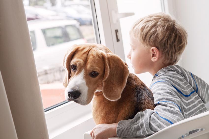 Hond mee op vakantie slecht weer