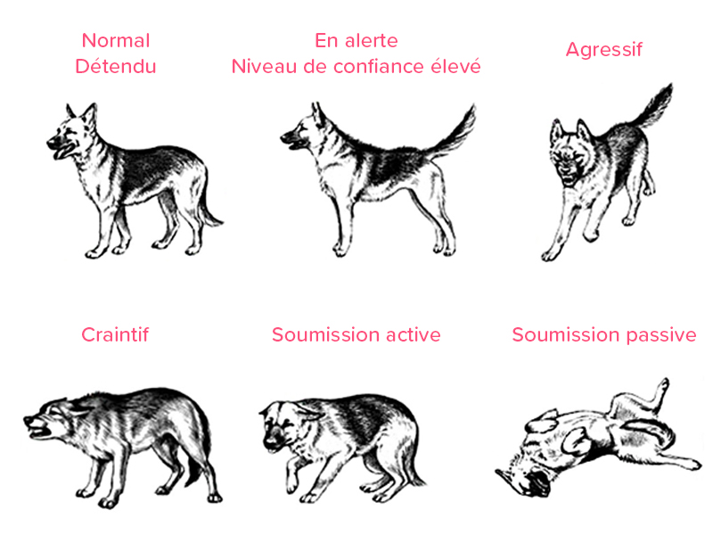 Comment fonctionnent les phéromones apaisantes pour chiens et chats ?