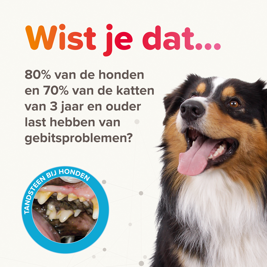 Gebitsproblemen bij hond en kat