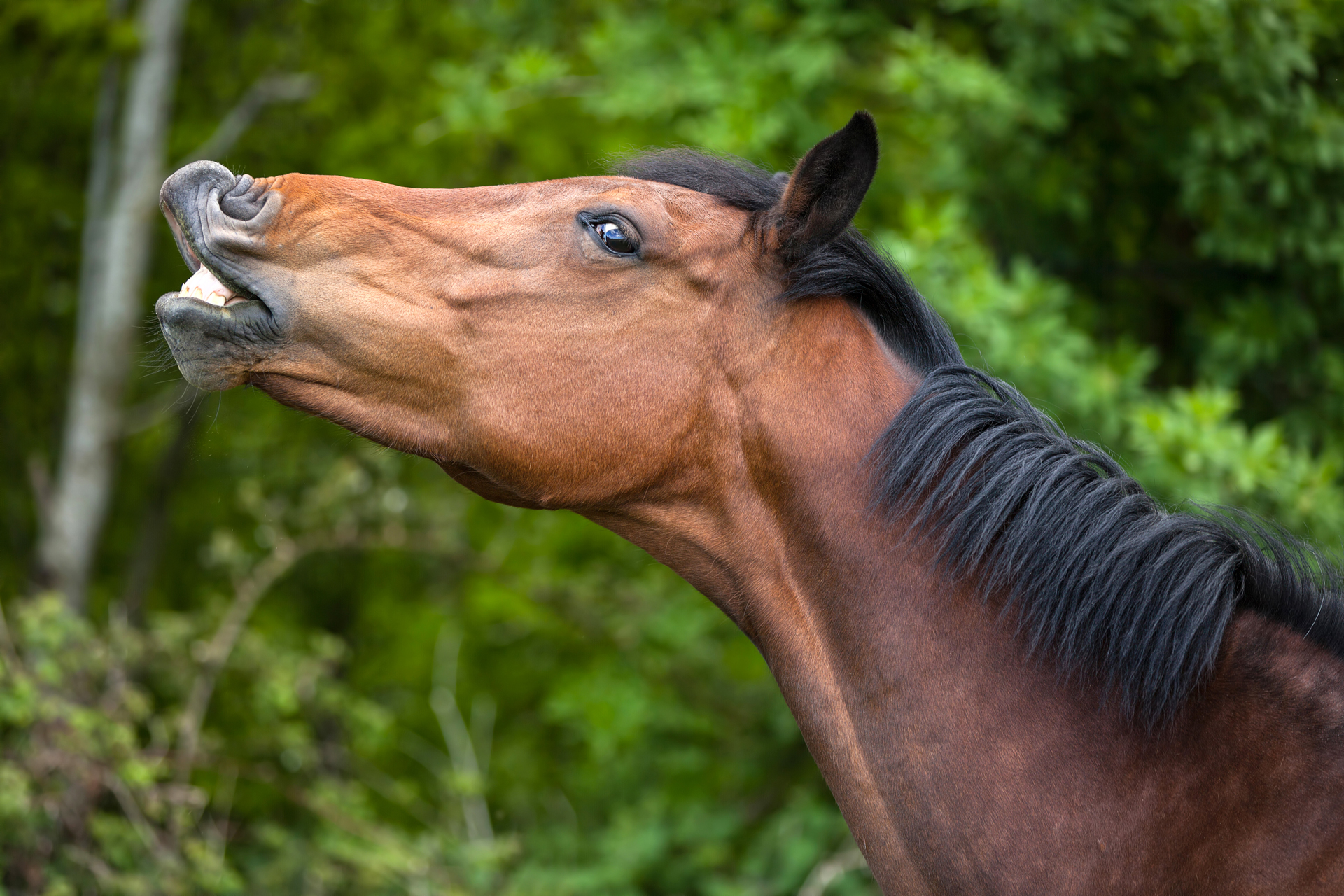flemend paard