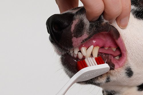 Prendre soin de l'hygiène dentaire de son chat - conseils et solutions
