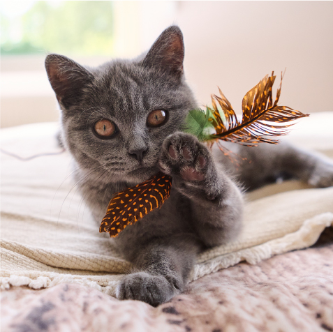 Beaphar gedrag en training kitten