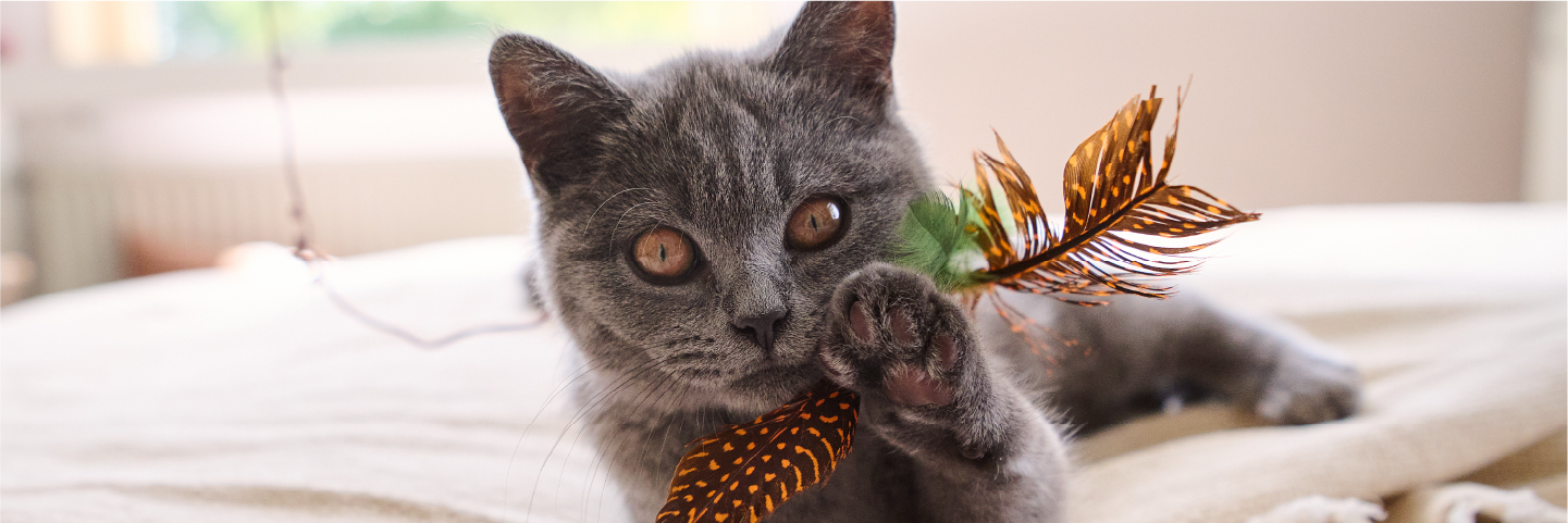 Peave argument Bourgeon Kitten benodigdheden: de checklist - Beaphar