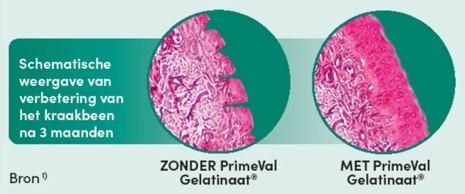 Schematische weergave verbetering kraakbeen met PrimeVal Gelatinaat