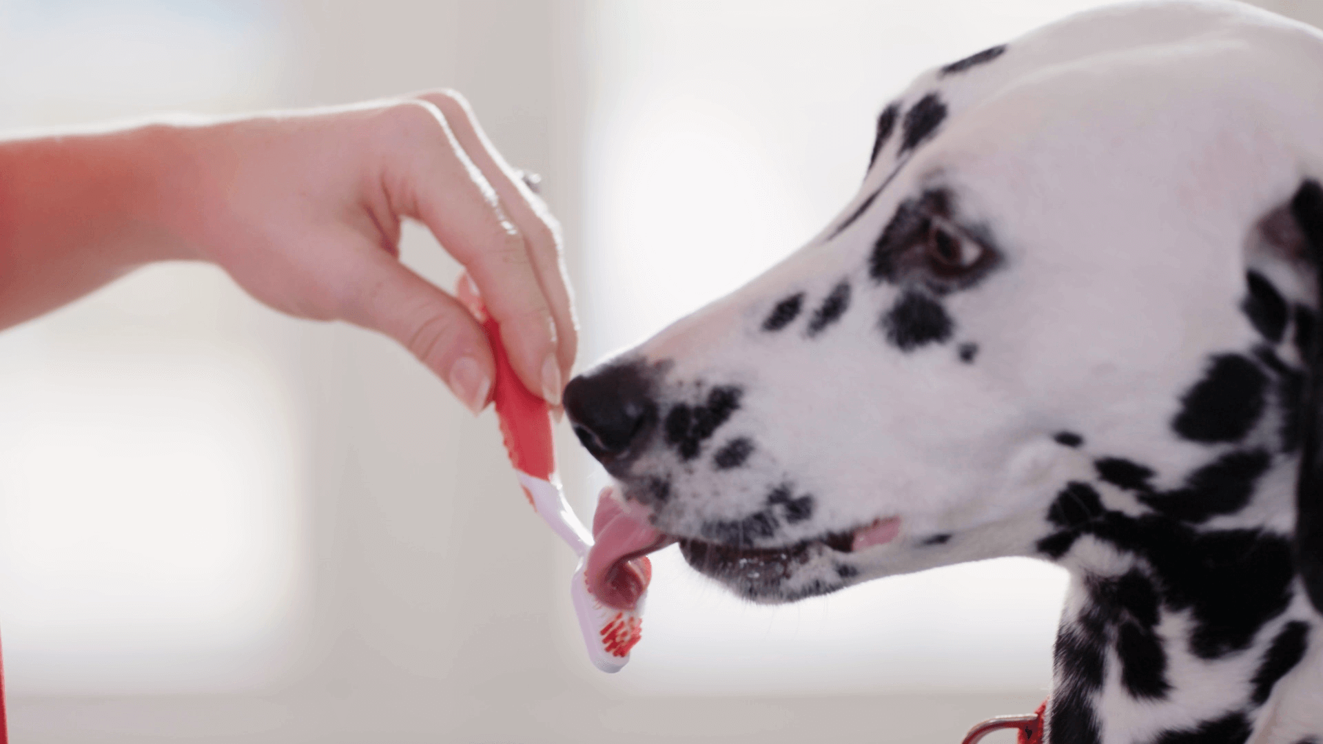 How to brush your cat or dog s teeth Beaphar