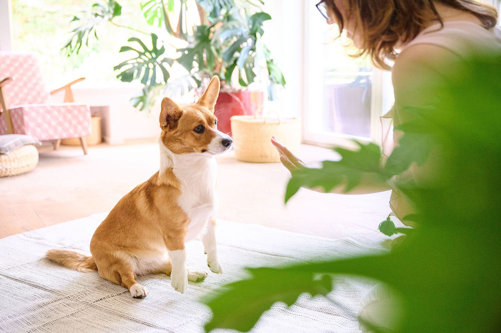 can worms cause lack of appetite in dogs