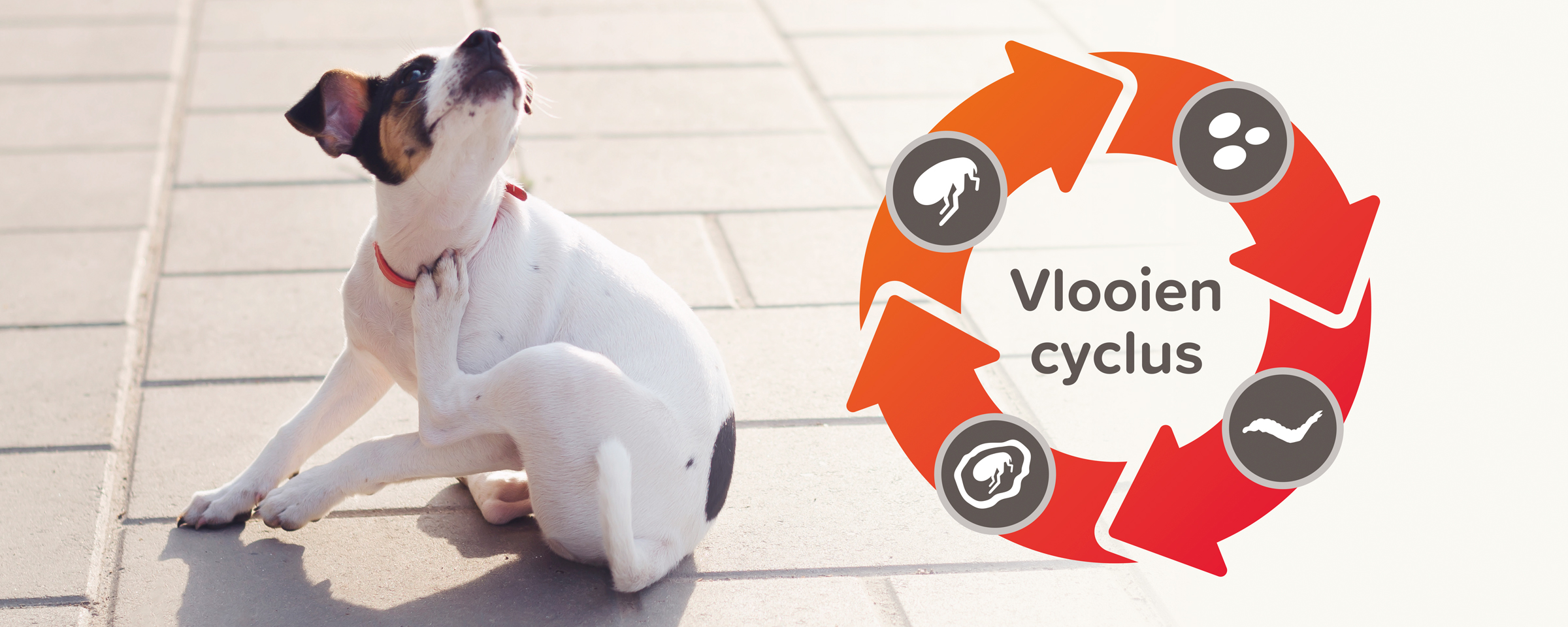 De vlooiencyclus hoe een vlo zich ontwikkelt van ei tot volwassen vlo Beaphar