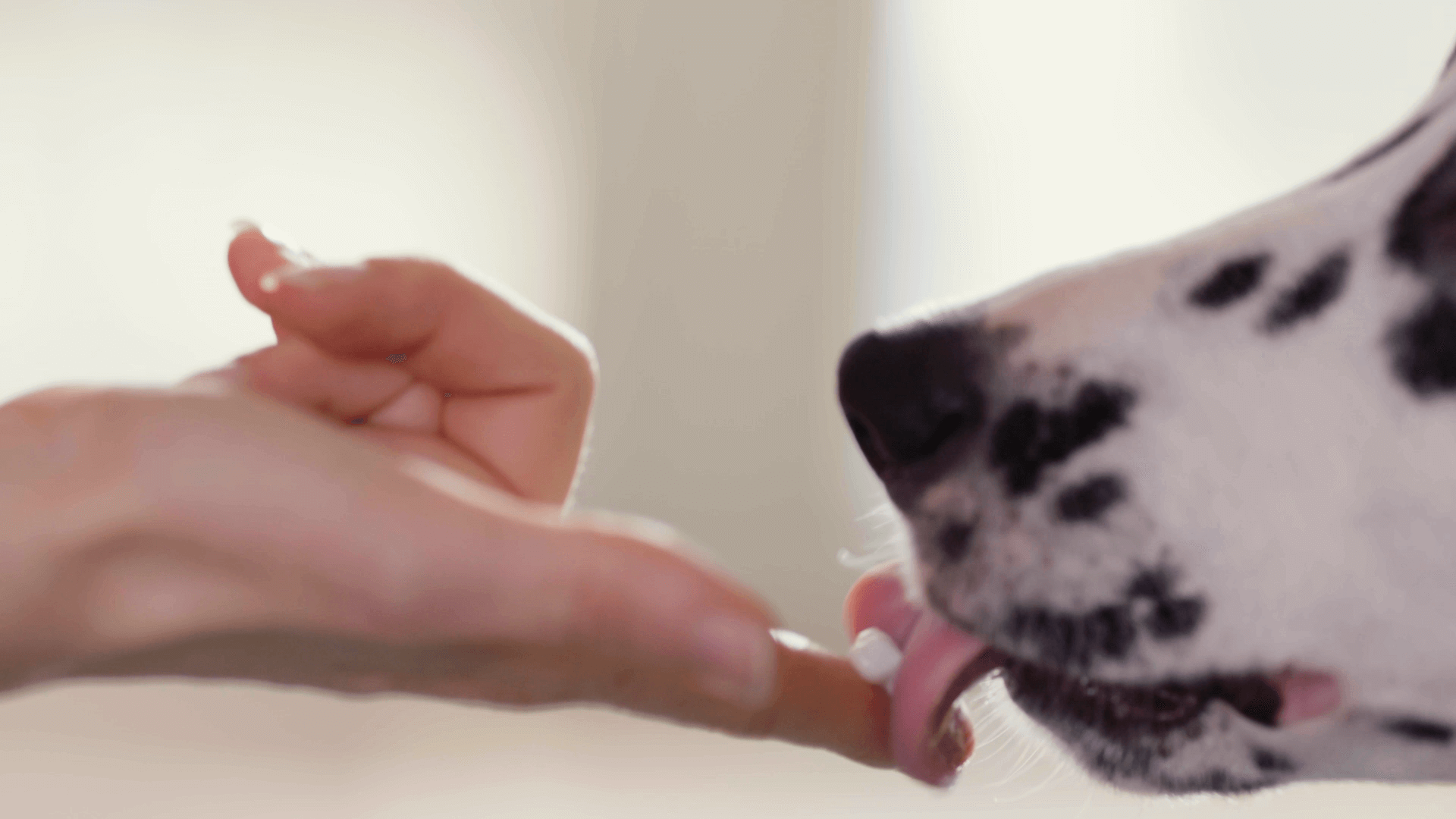 Dog licked store toothpaste
